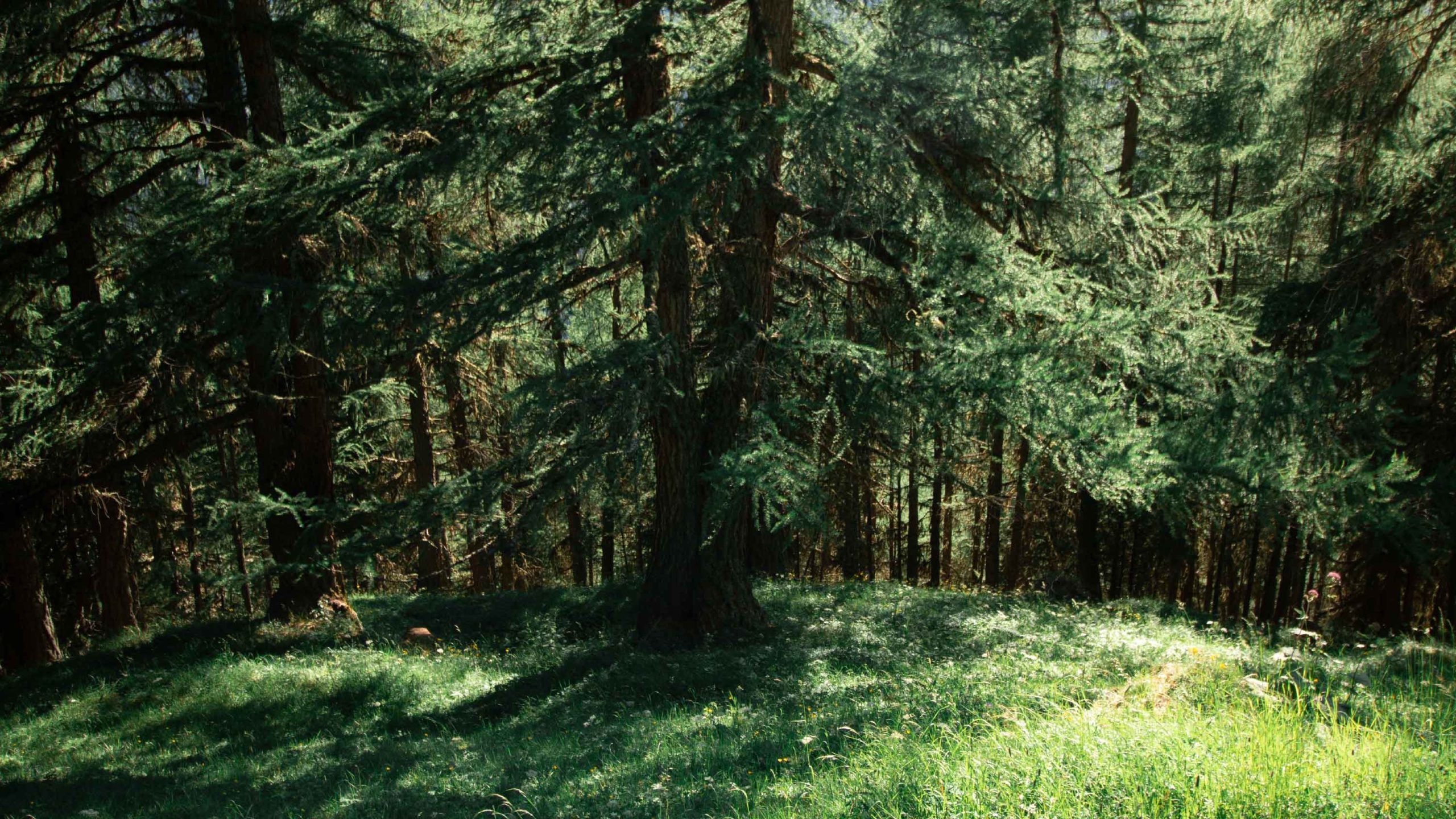Alpage Forêt clairière mélèzes