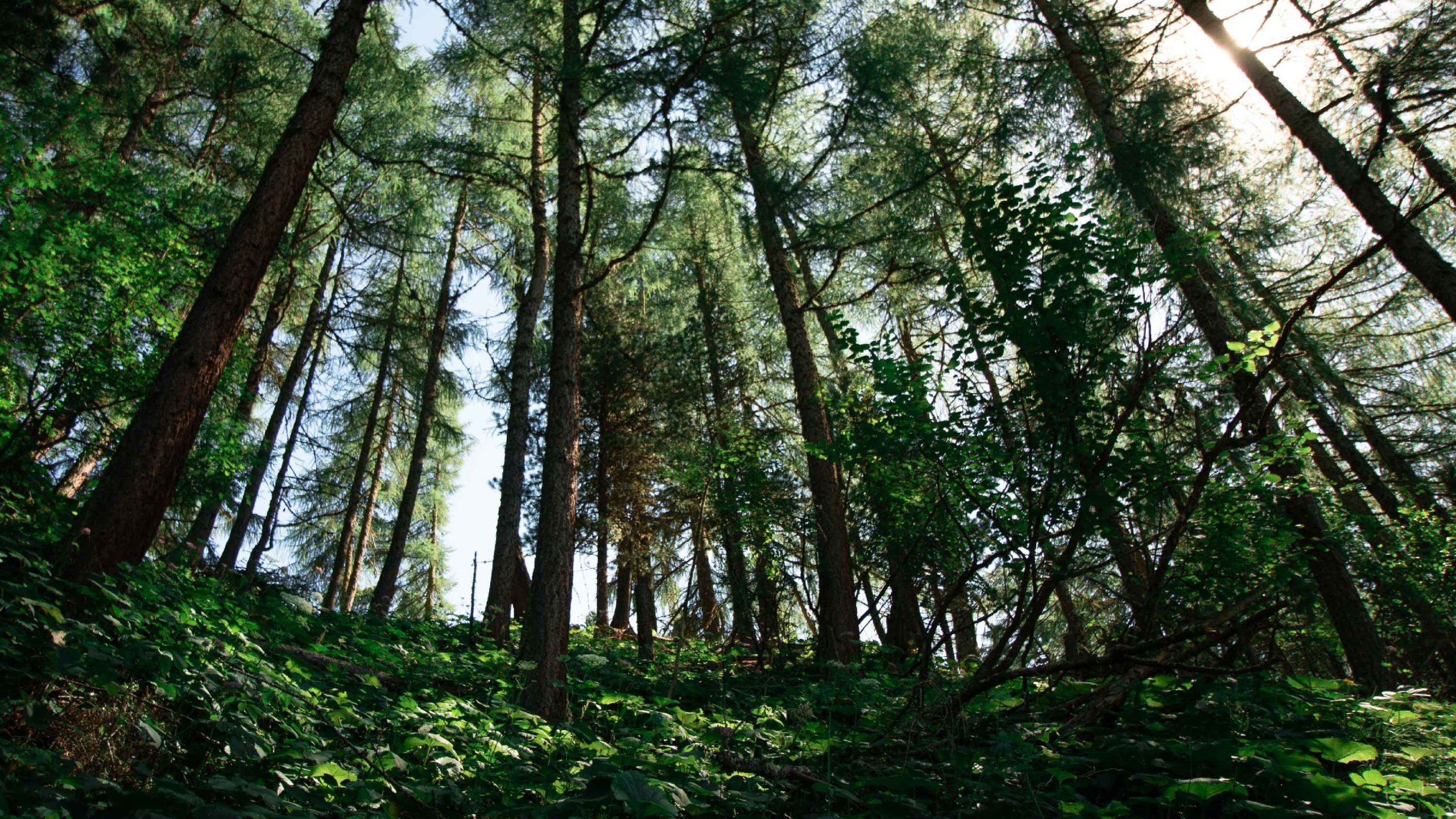 Alpage Forêt mélèzes haut