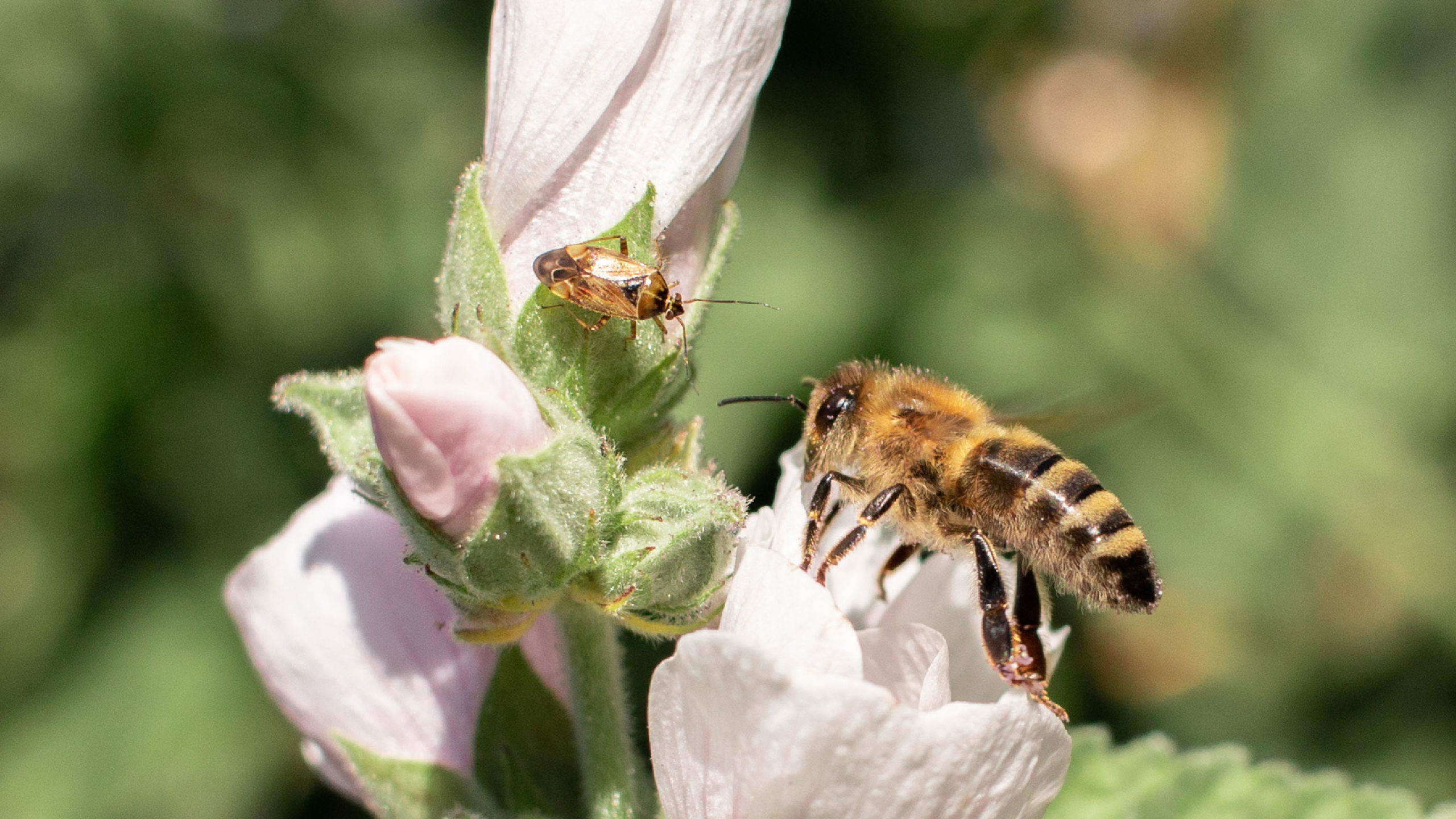 Cottier Jardin Guimauve et abeille
